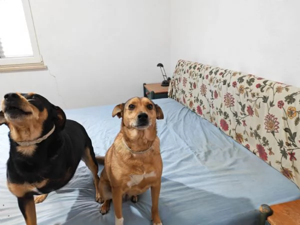 Linda splendida cagnolina taglia medio piccola | Foto 0