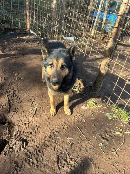 Lupetto splendido giovanotto cerca casa  | Foto 6