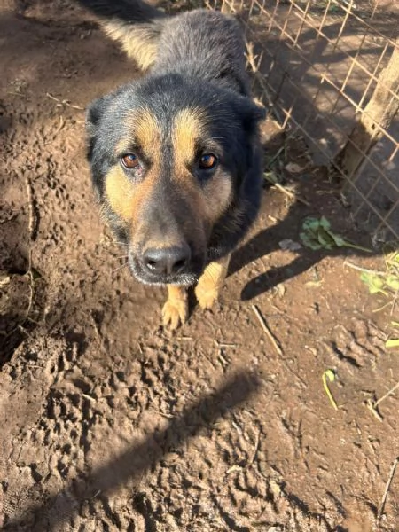 Lupetto splendido giovanotto cerca casa  | Foto 3