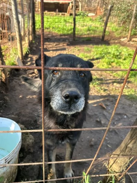 Lupo splendido cagnolone cerca famiglia  | Foto 6