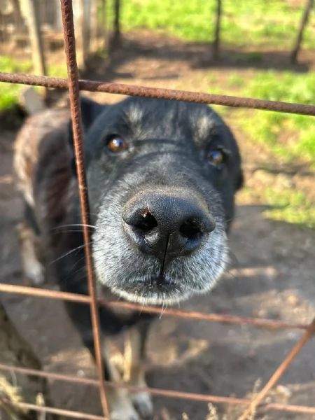 Lupo splendido cagnolone cerca famiglia  | Foto 5
