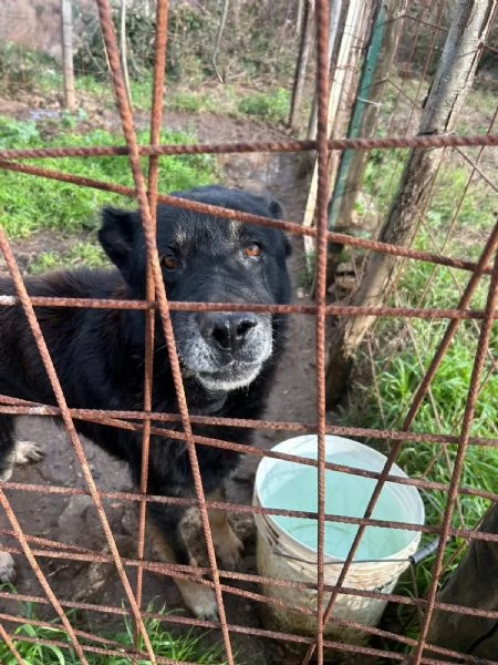 Lupo splendido cagnolone cerca famiglia  | Foto 4