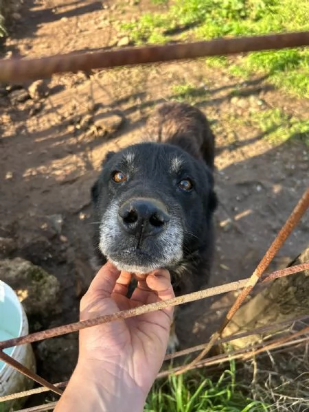 Lupo splendido cagnolone cerca famiglia 