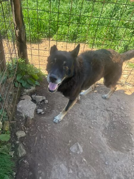Lupo splendido cagnolone cerca famiglia  | Foto 4