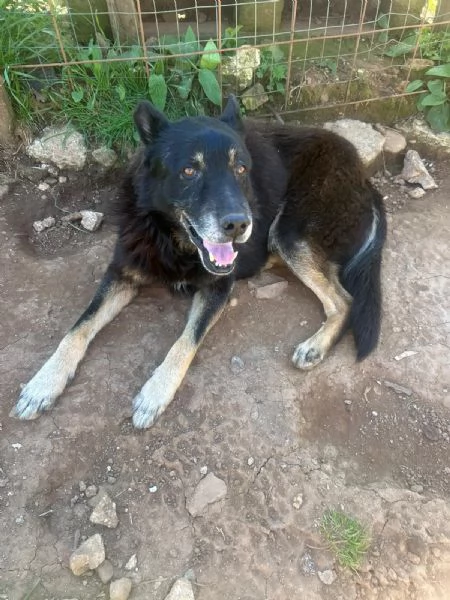 Lupo splendido cagnolone cerca famiglia  | Foto 3