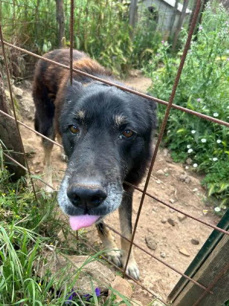 Lupo splendido cagnolone cerca famiglia  | Foto 2