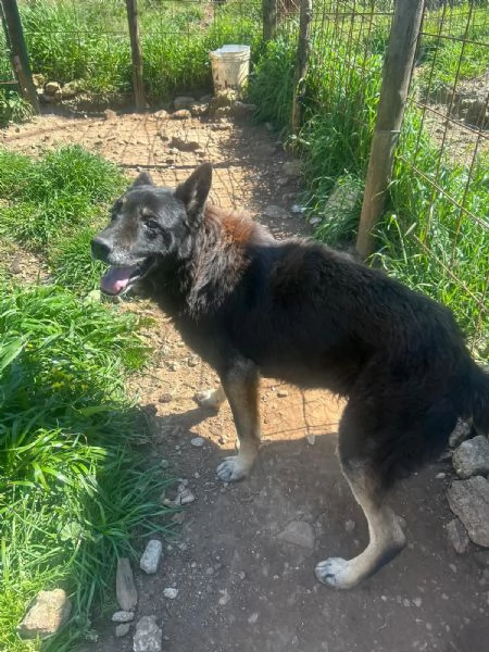 Lupo splendido cagnolone cerca famiglia  | Foto 1