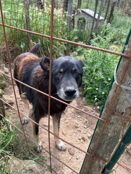 Lupo splendido cagnolone cerca famiglia  | Foto 0