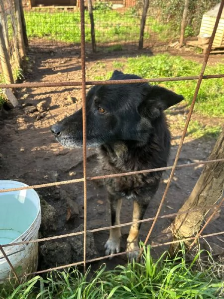 Lupo splendido cagnolone cerca famiglia  | Foto 2