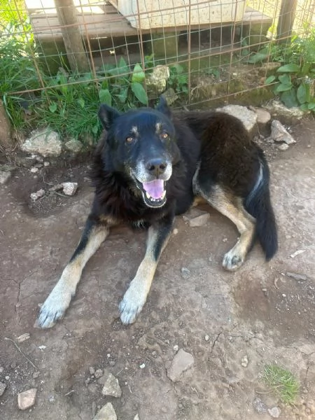 Lupo splendido cagnolone cerca famiglia 