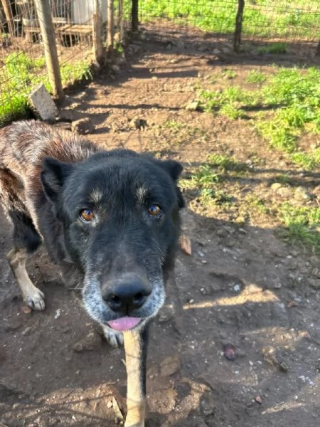 Lupo splendido cagnolone cerca famiglia  | Foto 1