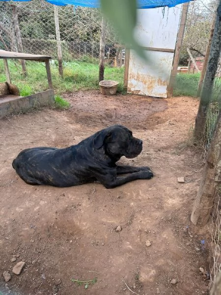Cj splendido Cane Corso cerca casa  | Foto 2