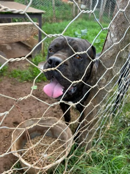 Cj splendido Cane Corso cerca casa  | Foto 1