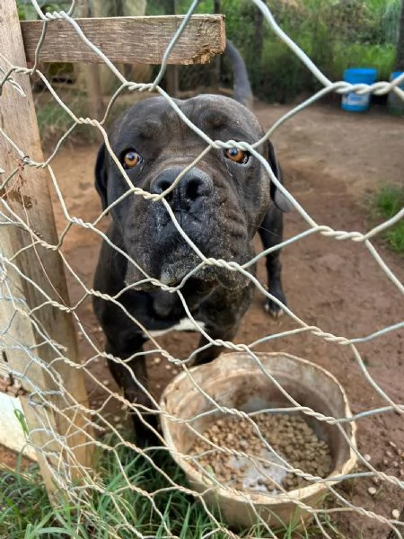 Cj splendido Cane Corso cerca casa  | Foto 0