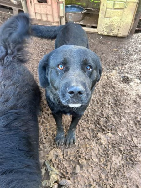  TOBY, 30 KG DI AMORE INVISIBILE, CERCA FAMIGLIA  | Foto 5