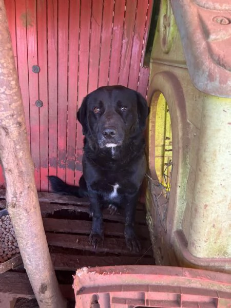  TOBY, 30 KG DI AMORE INVISIBILE, CERCA FAMIGLIA  | Foto 4