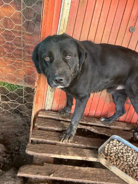  TOBY, 30 KG DI AMORE INVISIBILE, CERCA FAMIGLIA  | Foto 3