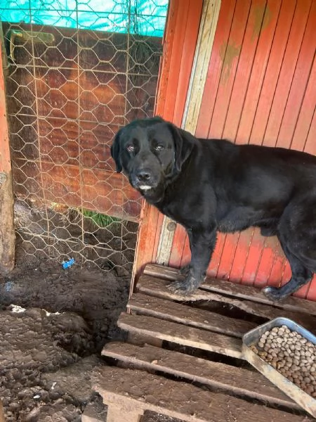  TOBY, 30 KG DI AMORE INVISIBILE, CERCA FAMIGLIA  | Foto 2