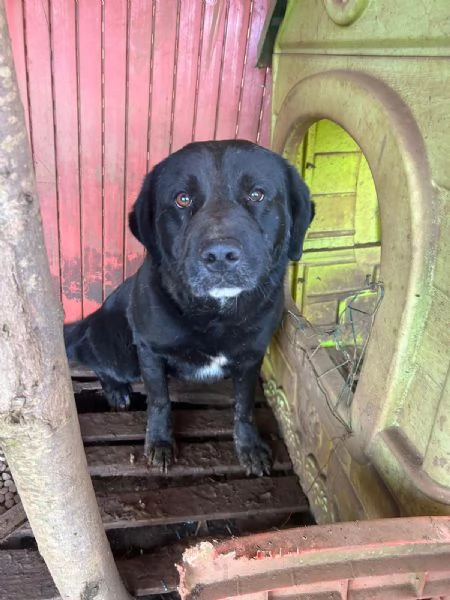 TOBY, 30 KG DI AMORE INVISIBILE, CERCA FAMIGLIA  | Foto 1