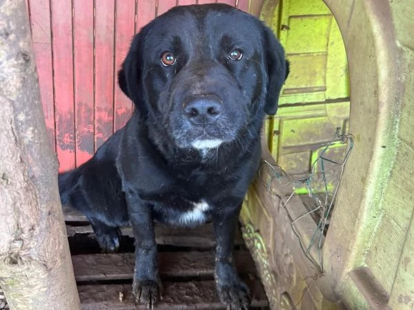  TOBY, 30 KG DI AMORE INVISIBILE, CERCA FAMIGLIA  | Foto 0