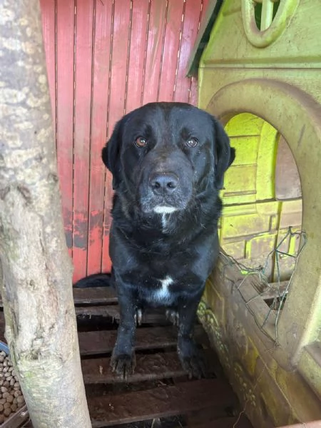  TOBY, 30 KG DI AMORE INVISIBILE, CERCA FAMIGLIA 
