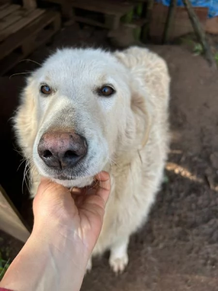 Bianca splendida simil maremmano cerca famiglia 