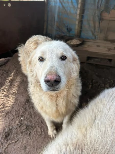 Bianca splendida simil maremmano cerca famiglia  | Foto 2