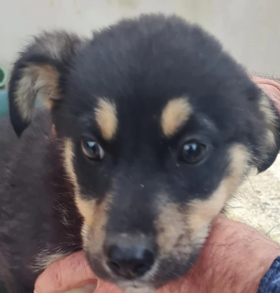 Finny splendida dolce cucciola simil pastorina cerca famiglia  | Foto 3