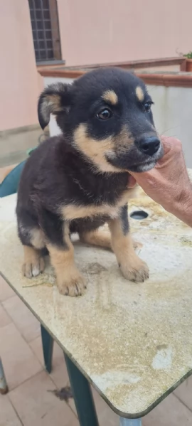 Finny splendida dolce cucciola simil pastorina cerca famiglia 