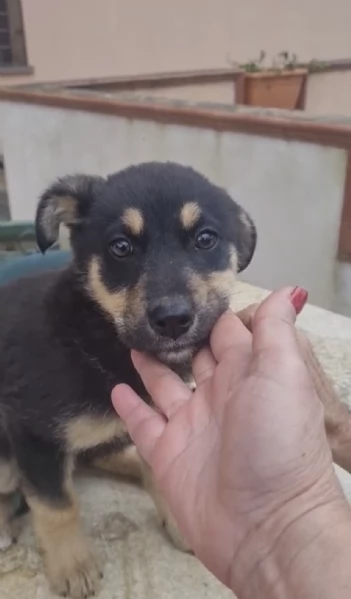 Finny splendida dolce cucciola simil pastorina cerca famiglia  | Foto 2