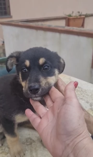 Finny splendida dolce cucciola simil pastorina cerca famiglia  | Foto 1