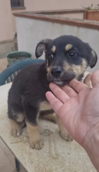 Finny splendida dolce cucciola simil pastorina cerca famiglia  | Foto 0