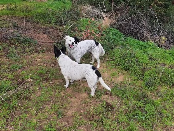 Pia splendida simil Setter cerca casa | Foto 6