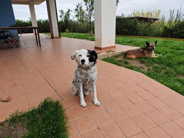 Pia splendida simil Setter cerca casa | Foto 5