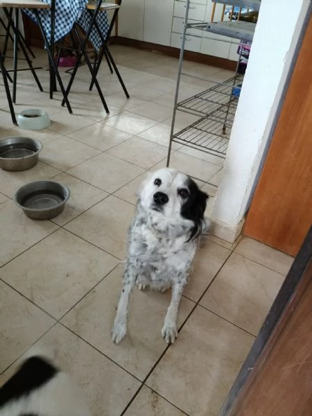 Pia splendida simil Setter cerca casa | Foto 4