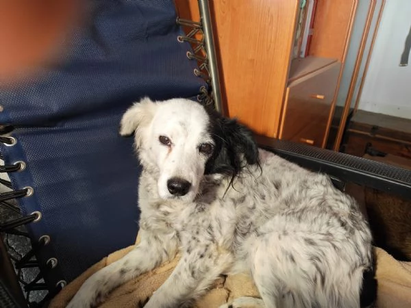 Pia splendida simil Setter cerca casa | Foto 1