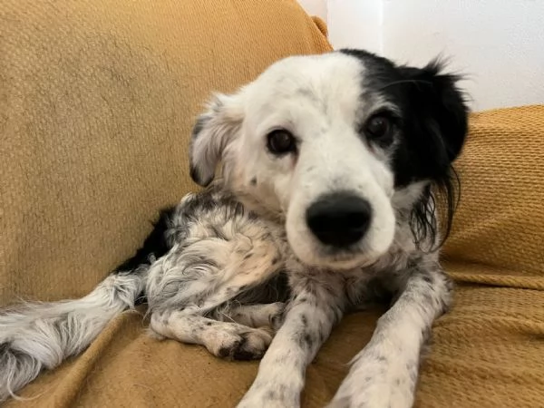 Pia splendida simil Setter cerca casa