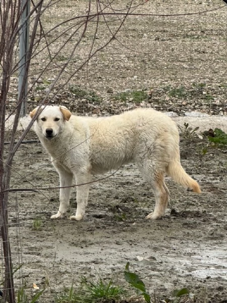 Miki splendida giovanotta cerca famiglia  | Foto 3