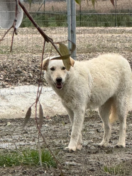 Miki splendida giovanotta cerca famiglia  | Foto 2