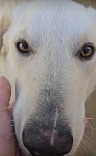 Miki splendida giovanotta cerca famiglia  | Foto 0