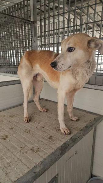 Gerry splendido cagnolino cerca casa | Foto 4