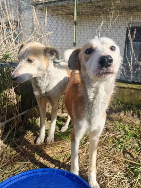Gerry splendido cagnolino cerca casa | Foto 3