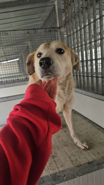 Gerry splendido cagnolino cerca casa | Foto 2