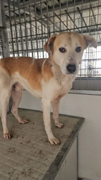 Gerry splendido cagnolino cerca casa | Foto 0