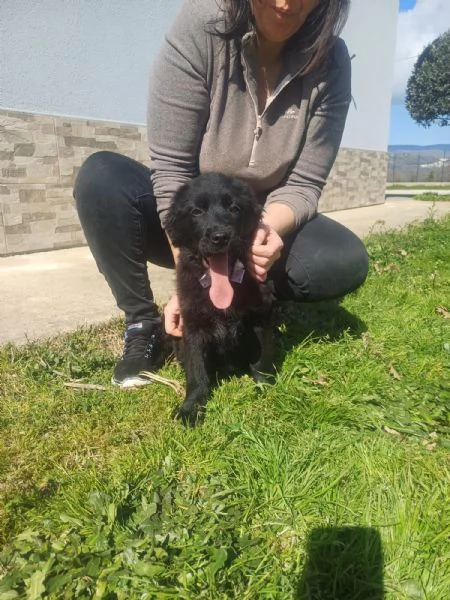 Kenya splendida cucciola mix Golden cerca famiglia  | Foto 2