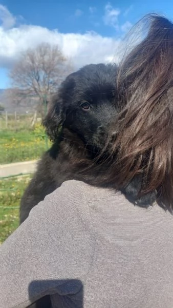 Kenya splendida cucciola mix Golden cerca famiglia  | Foto 1