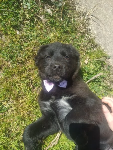 Kenya splendida cucciola mix Golden cerca famiglia  | Foto 0