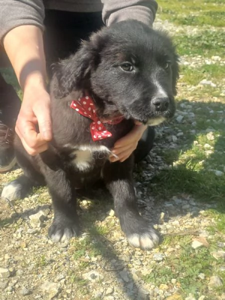 Maya splendida cucciola mix Golden cerca casa  | Foto 2