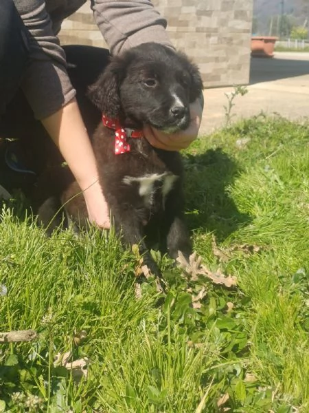Maya splendida cucciola mix Golden cerca casa  | Foto 1