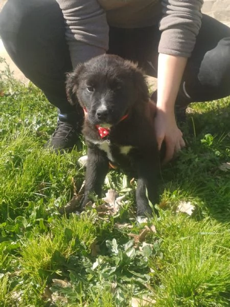 Maya splendida cucciola mix Golden cerca casa 